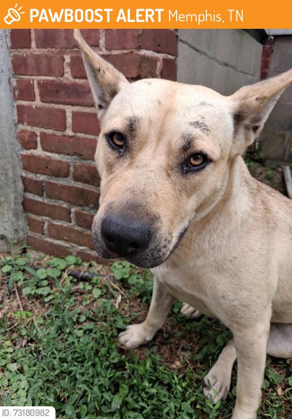 Found/Stray Female Dog last seen N REMBERT AND JEFFERSON MIDTOWN, Memphis, TN 38104