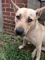 Found/Stray Female Dog last seen N REMBERT AND JEFFERSON MIDTOWN, Memphis, TN 38104