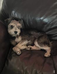 Reunited Female Dog last seen Bluegill, San Antonio, TX 78224
