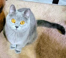 Lost Female Cat last seen St George's Rd & St David's Rd, Lancashire, England PR1 6NQ
