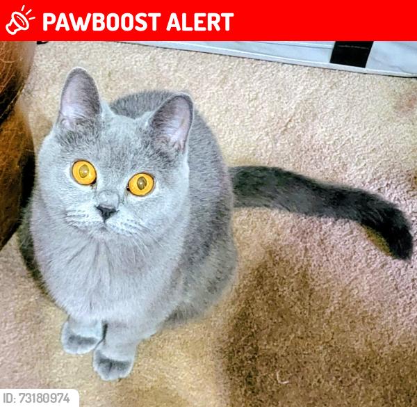 Lost Female Cat last seen St George's Rd & St David's Rd, Lancashire, England PR1 6NQ