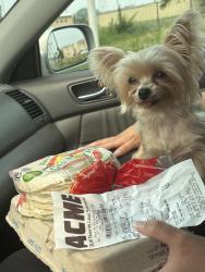 Lost Female Dog last seen Whitaker and the blvd, Philadelphia, PA 19124
