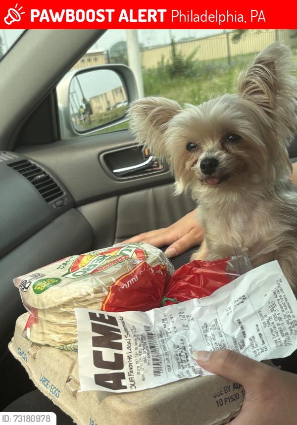 Lost Female Dog last seen Whitaker and the blvd, Philadelphia, PA 19124