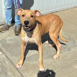 Shelter Stray Male Dog last seen HALE AVE, 3528 Newburg Rd, Louisville, KY 40218, USA