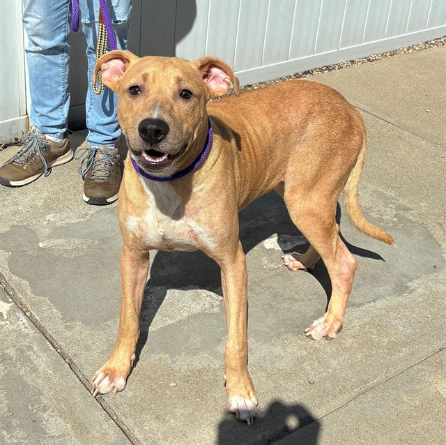 Shelter Stray Male Dog last seen HALE AVE, 3528 Newburg Rd, Louisville, KY 40218, USA