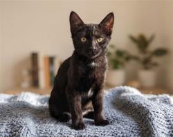 Shelter Stray Male Cat last seen , 957 N Gaffey St, San Pedro, CA 90731, USA