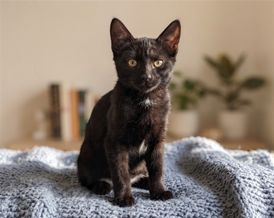 Shelter Stray Male Cat last seen , 957 N Gaffey St, San Pedro, CA 90731, USA
