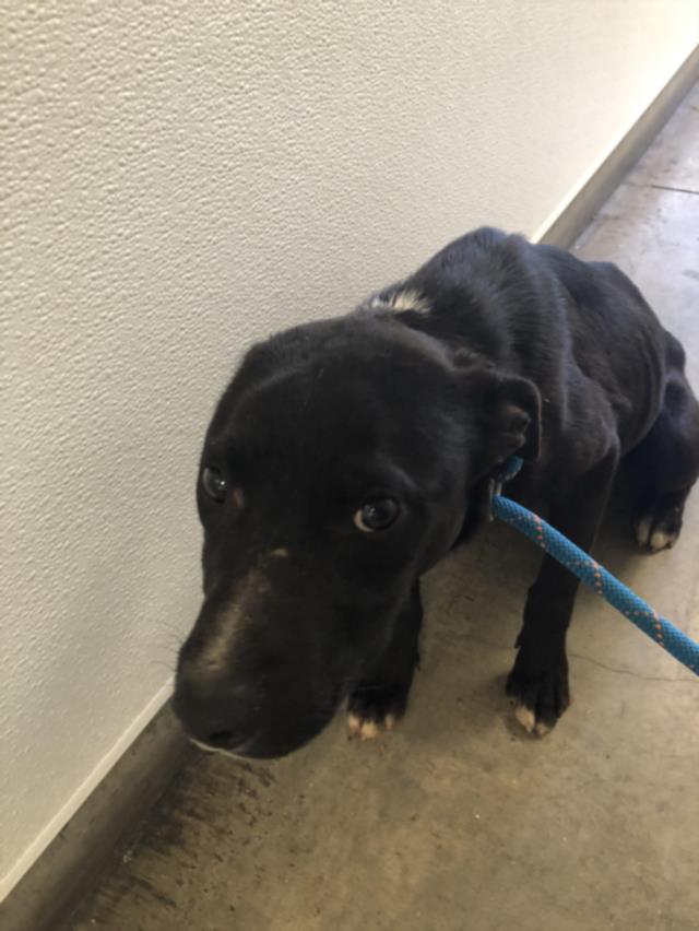 Shelter Stray Male Dog last seen , West Valley Animal Shelter, 20655 Plummer St, Chatsworth, CA 91311, USA