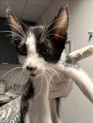 Shelter Stray Male Cat last seen , West Valley Animal Shelter, 20655 Plummer St, Chatsworth, CA 91311, USA