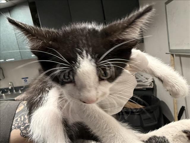 Shelter Stray Male Cat last seen , West Valley Animal Shelter, 20655 Plummer St, Chatsworth, CA 91311, USA