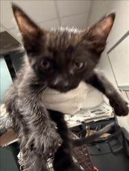 Shelter Stray Male Cat last seen , West Valley Animal Shelter, 20655 Plummer St, Chatsworth, CA 91311, USA