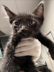 Shelter Stray Female Cat last seen , West Valley Animal Shelter, 20655 Plummer St, Chatsworth, CA 91311, USA