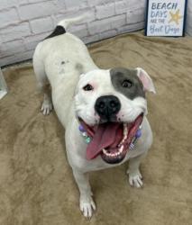 Shelter Stray Female Dog last seen Near BLOCK PREST ST, DETROIT MI 48227, 7401 Chrysler Dr, Detroit, MI 48211, USA