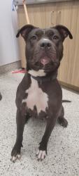 Shelter Stray Female Dog last seen Near BLOCK W CHICAGO ST, DETROIT MI 48228, 7401 Chrysler Dr, Detroit, MI 48211, USA