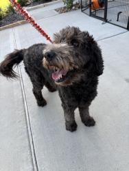 Reunited Unknown Dog last seen Near and Churchill Downs, Mont Belvieu, TX 77523