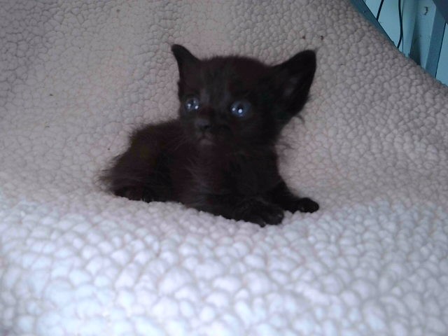 Shelter Stray Unknown Cat last seen , 4275 Elton St, Baldwin Park, CA 91706, USA