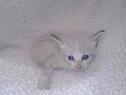 Shelter Stray Unknown Cat last seen , 4275 Elton St, Baldwin Park, CA 91706, USA