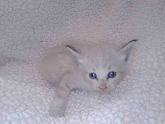 Shelter Stray Unknown Cat last seen , 4275 Elton St, Baldwin Park, CA 91706, USA