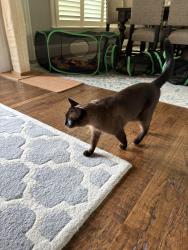 Reunited Male Cat last seen Wichita Trail and High Meadow Road, Flower Mound, TX 75022