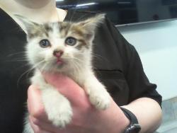 Shelter Stray Male Cat last seen CHARLOTTE, 8315 Byrum Dr, Charlotte, NC 28217, USA