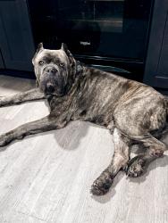 Reunited Male Dog last seen Geiger montessori, Tacoma, WA 98465