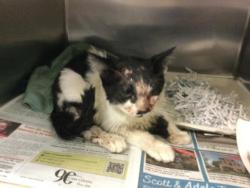 Shelter Stray Male Cat last seen Near BLOCK SOLEDAD DR, RIVERSIDE, CA, 6851 Van Buren Boulevard, Jurupa Valley, CA 92509, USA