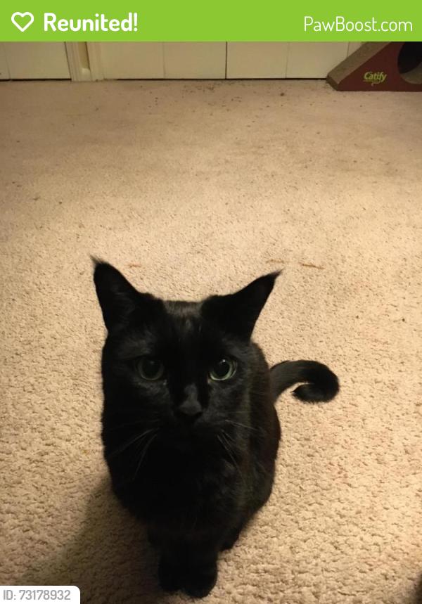 Reunited Male Cat last seen Willis x Main, Willis x N Center, Royal Oak, MI 48067