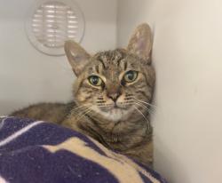 Shelter Stray Female Cat last seen Near BLOCK 64TH AVE S, KENT WA 98032, 21615 64th Ave S, Kent, WA 98032, USA