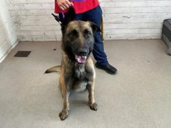 Shelter Stray Male Dog last seen HOME AVE X PERRIS ST, 333 Chandler Pl, San Bernardino, CA 92408, USA