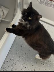Lost Male Cat last seen Flamingo drive, Apollo Beach, FL 33572