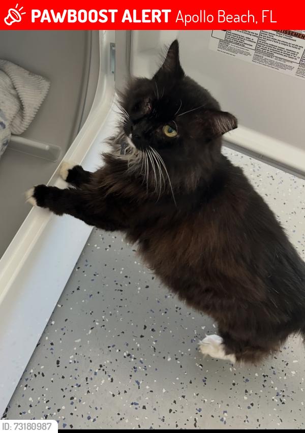 Lost Male Cat last seen Flamingo drive, Apollo Beach, FL 33572
