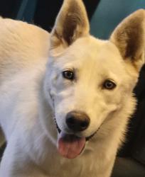 Shelter Stray Female Dog last seen GOLDEN STATE BAKERFIELD, 201 S Mt Vernon Ave, Bakersfield, CA 93307, USA