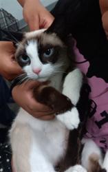 Shelter Stray Female Cat last seen , 1850 W 60th St, Los Angeles, CA 90047, USA