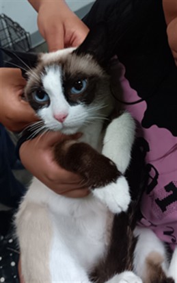 Shelter Stray Female Cat last seen , 1850 W 60th St, Los Angeles, CA 90047, USA