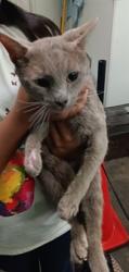 Shelter Stray Male Cat last seen , 1850 W 60th St, Los Angeles, CA 90047, USA