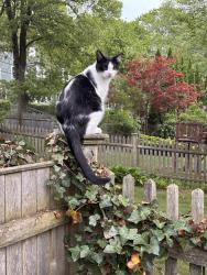 Lost Male Cat last seen Lagrange Street, Boston, MA 02132