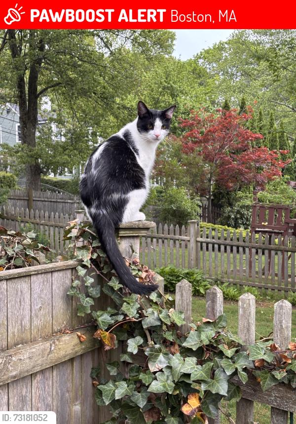 Lost Male Cat last seen Lagrange Street, Boston, MA 02132