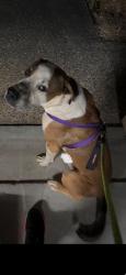 Lost Male Dog last seen Menore Road, Brookvale est, Bahrs Scrub, QLD 4207