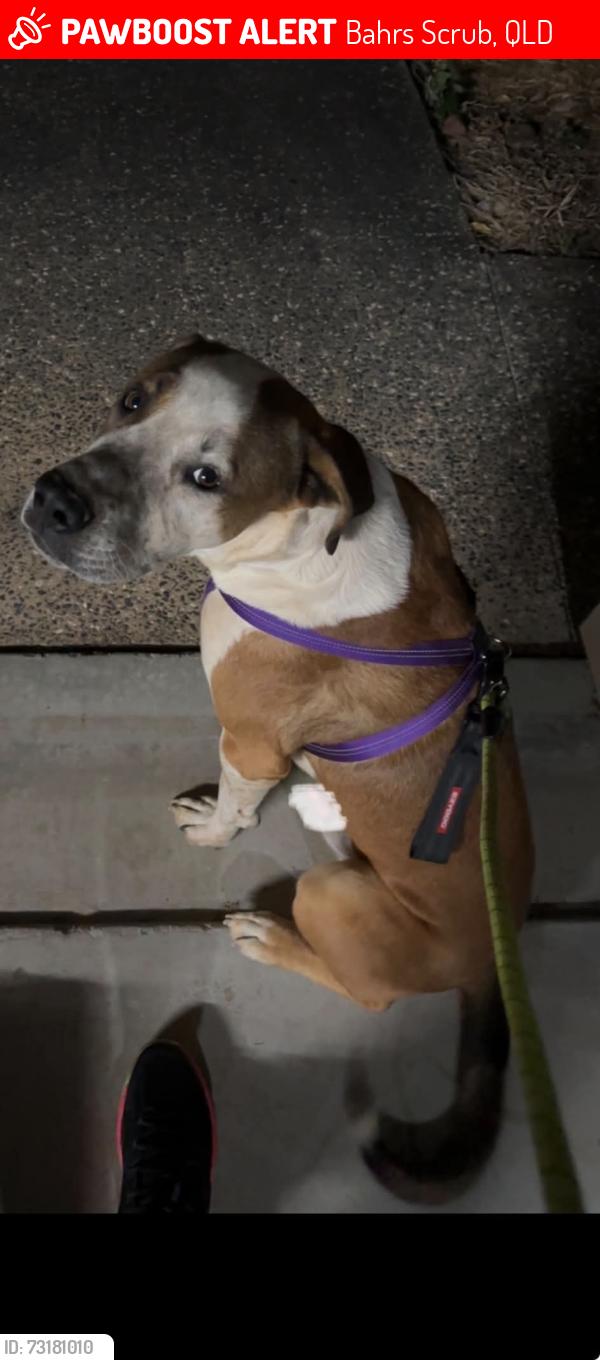 Lost Male Dog last seen Menore Road, Brookvale est, Bahrs Scrub, QLD 4207