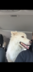 Reunited Unknown Dog last seen E Ontario Ave and Kellogg Ave, Corona, CA 92881