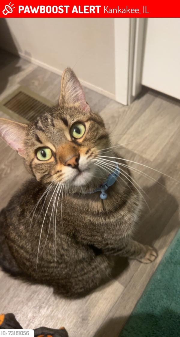 Lost Male Cat last seen Schuyler Ave, Kankakee, IL 60901