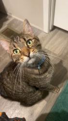 Lost Male Cat last seen Schuyler Ave, Kankakee, IL 60901