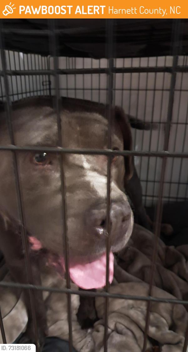 Found/Stray Male Dog last seen Old 421, Harnett County, NC 27546