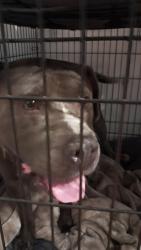 Found/Stray Male Dog last seen Old 421, Harnett County, NC 27546
