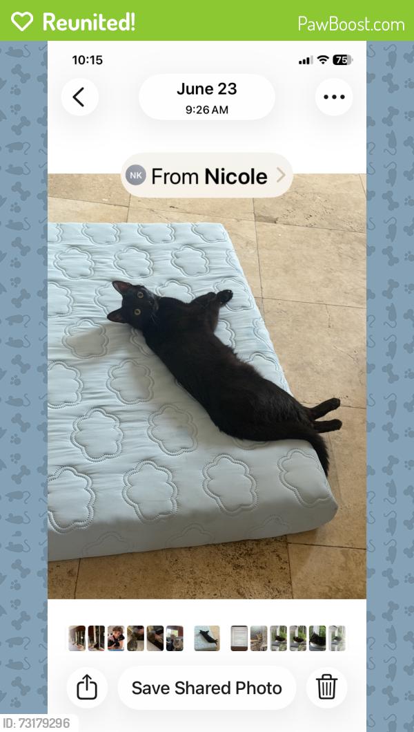 Reunited Female Cat last seen Meadows and Voorhees (Mira Costa HS), Manhattan Beach, CA 90266