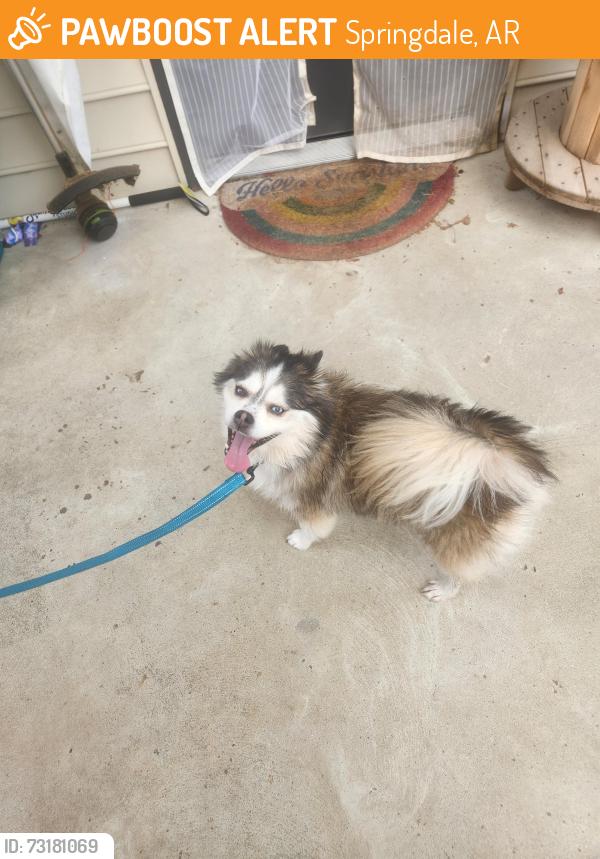 Found/Stray Unknown Dog last seen Sycamore Pl and Johnson Rd, Springdale, AR 72762