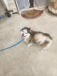 Found/Stray Unknown Dog last seen Sycamore Pl and Johnson Rd, Springdale, AR 72762