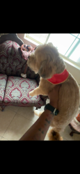 Lost Male Dog last seen West Ave H4 and 20th st.west, Lancaster, CA 93536