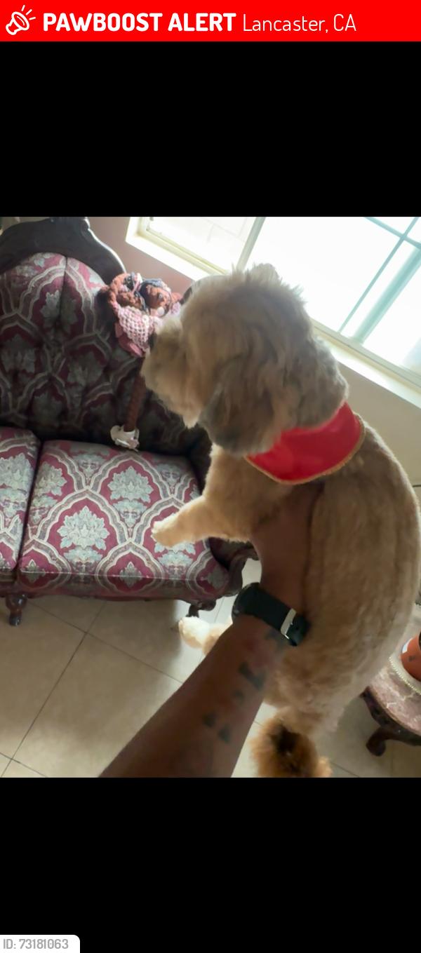 Lost Male Dog last seen West Ave H4 and 20th st.west, Lancaster, CA 93536