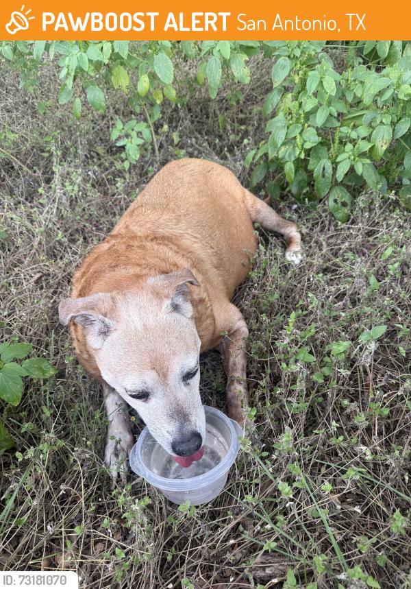 Found/Stray Female Dog last seen Wurzbach Pkwy and Starcrest, San Antonio, TX 78217